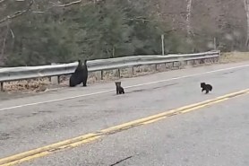 bear cubs cross the road