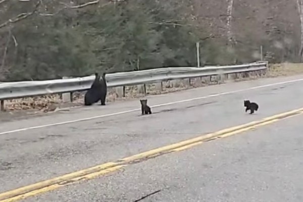 bear cubs cross the road