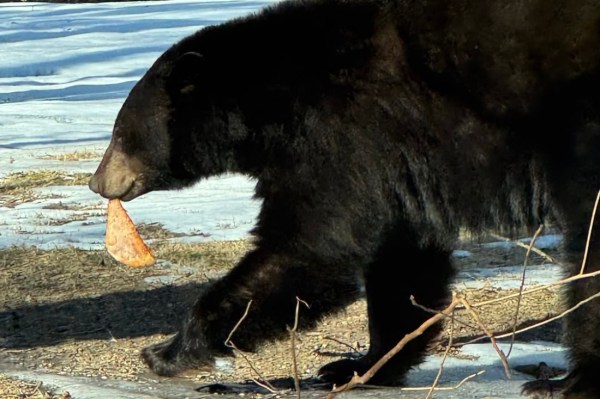 bear pizza