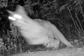 bobcat chases fox trail cam