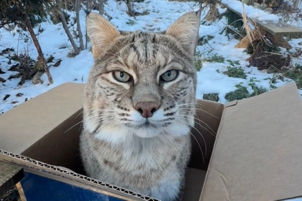 bobcat in a box