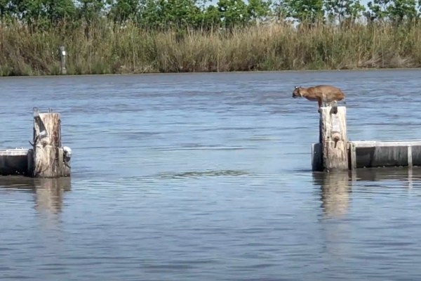 bobcat leap