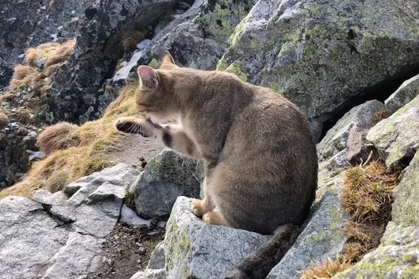 cat tatra national park