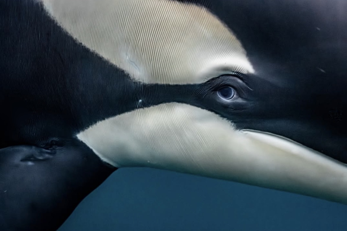 close ups killer whales