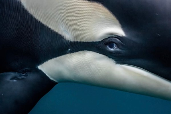 close ups killer whales