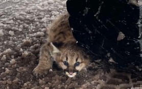 cougar cubs michigan