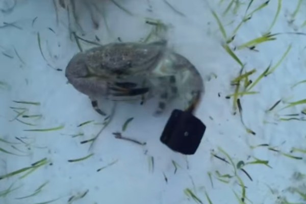 crab steals camera