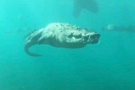 crocodile swimming underwater