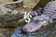 Types Of Alligators And Crocodiles In Florida