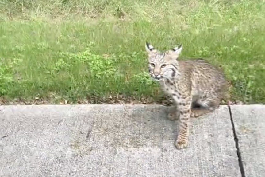 cyclist bobcats bike path