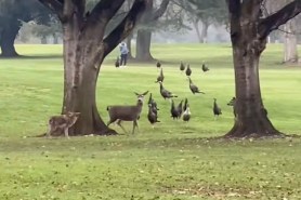 coyote deer golf course