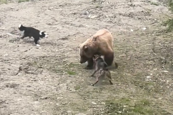 dogs brown bear alaska