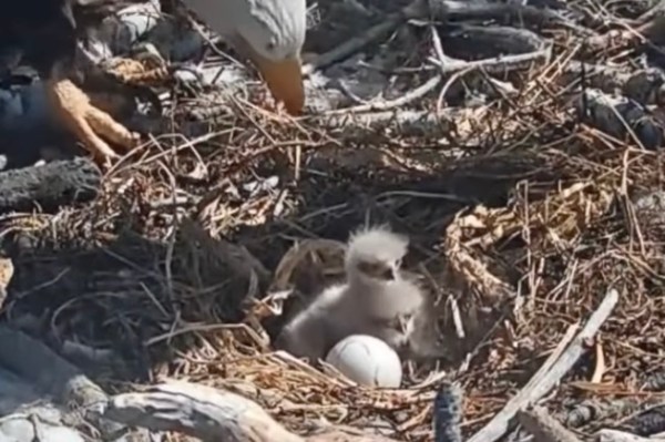 eaglets trail cam