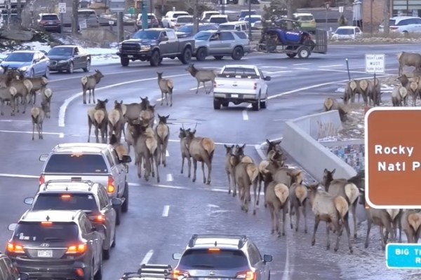 elk herd colorado