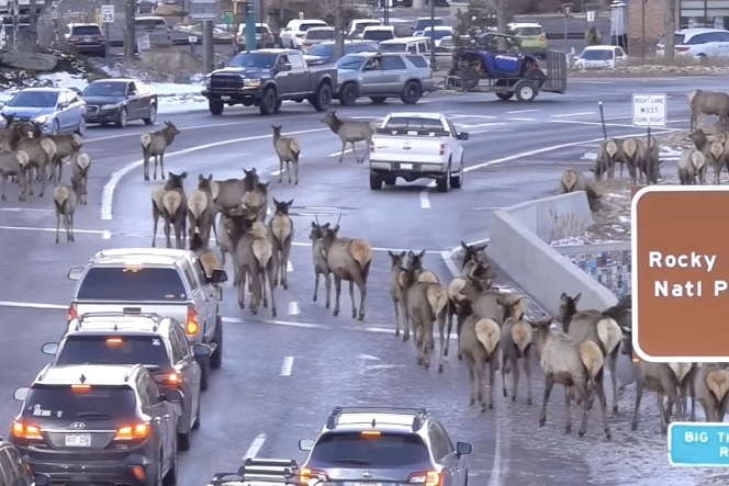 elk herd colorado