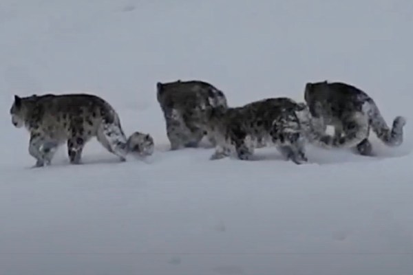 four snow leopards