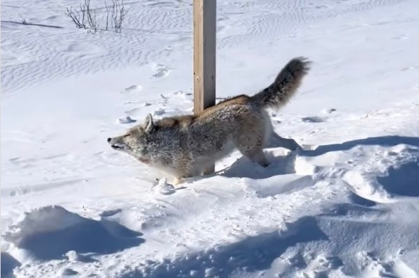 frozen coyote canada