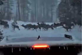 herd of elk pinetop arizona