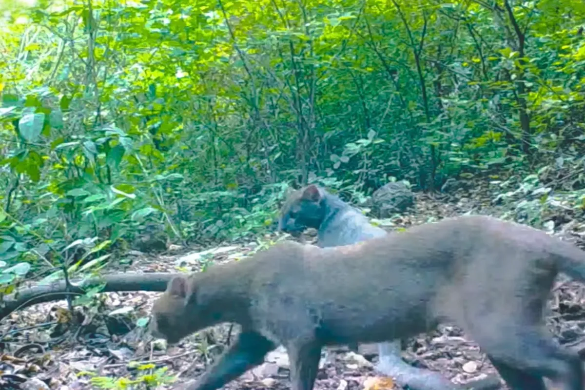 jaguarundi trail cam honduras