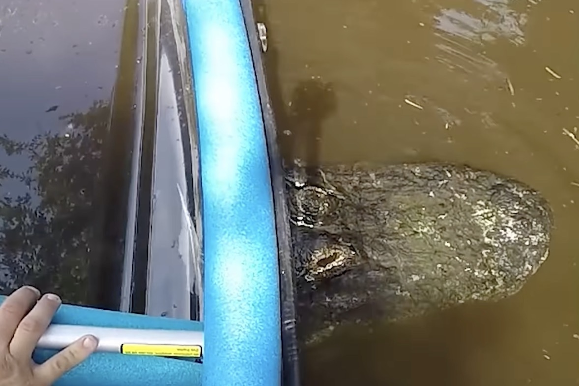 kayak stuck alligator