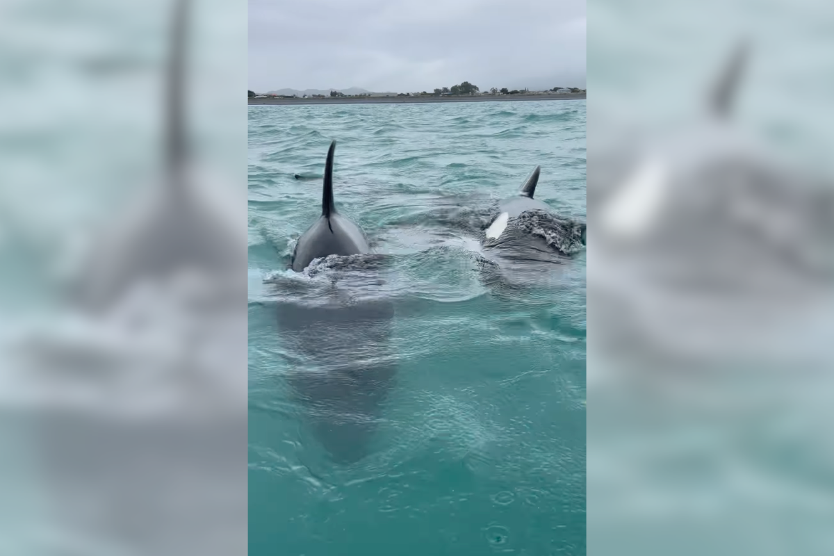 kayakers orcas new zealand