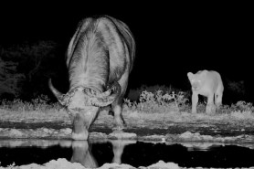 lioness stalks buffalo