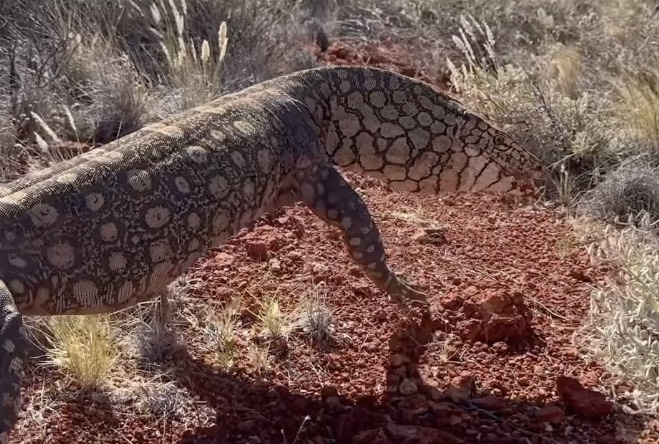 lizard eats kangaroos