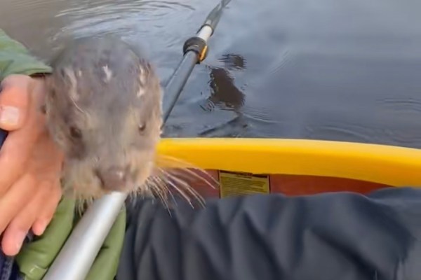 man saved otter