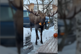 moose in driveway alaska