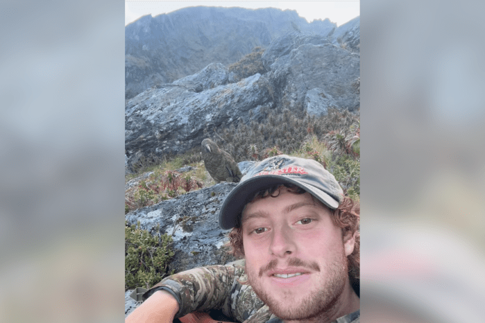 mountain parrots kea
