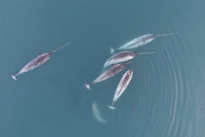 narwhal tusk footage