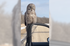 owl car door