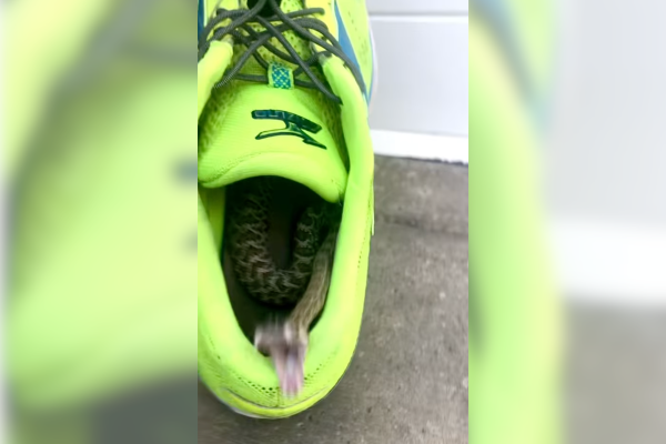 rattlesnake running shoe