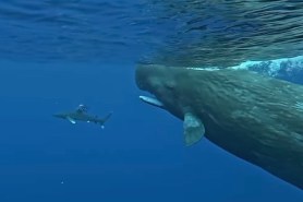 whales protect diver shark