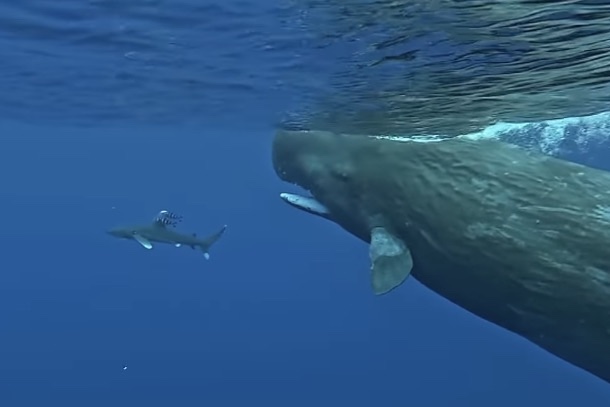 whales protect diver shark