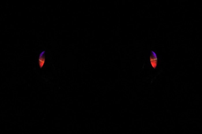 animal's eyes mystery