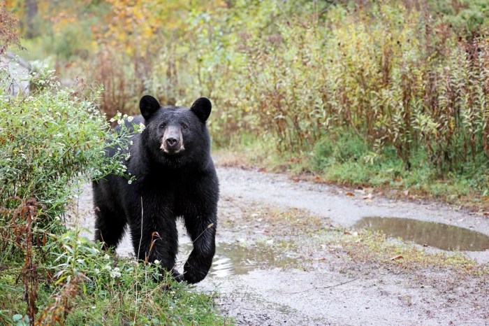 Black Bear play set