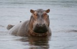 dead hippos africa