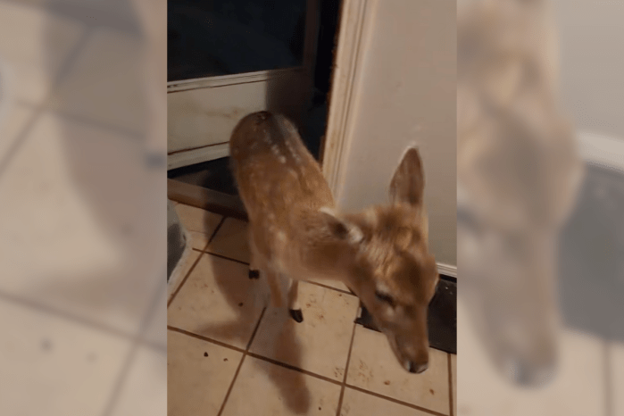 deer tornado