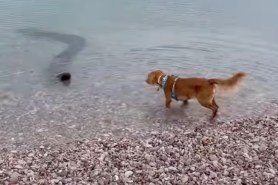 dog anaconda