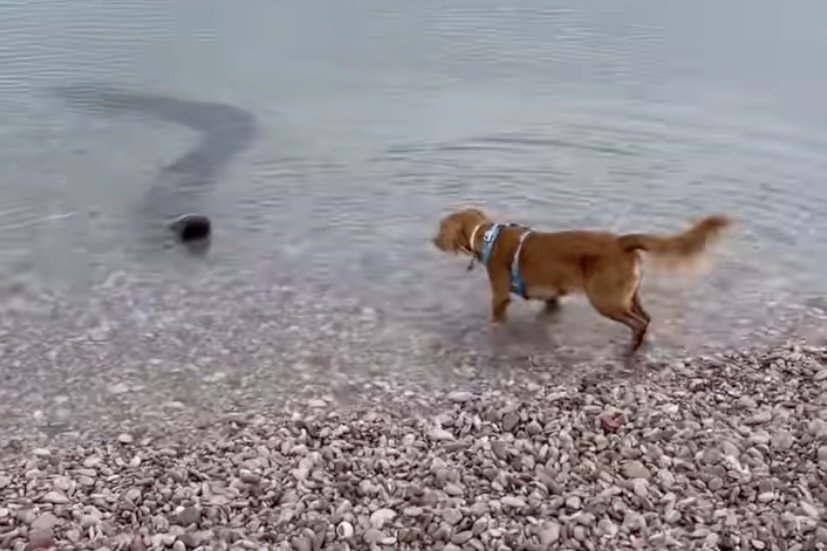 dog anaconda