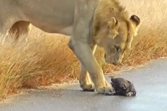 lions wild dog