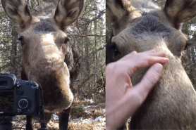 man moose bond