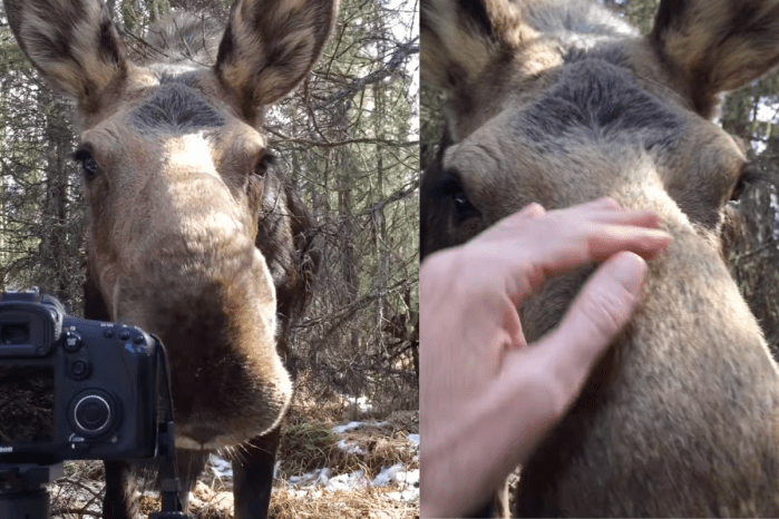 man moose bond