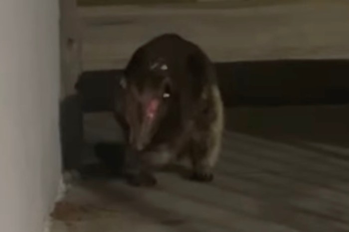 mystery animal colorado