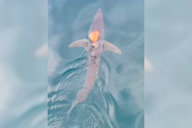 octopus riding shark
