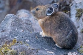 pika watchers