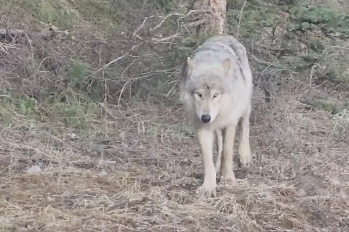 wolf grand teton