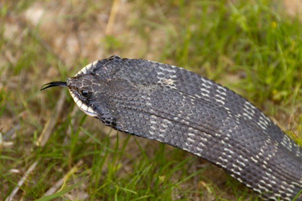 hognose snake ocean