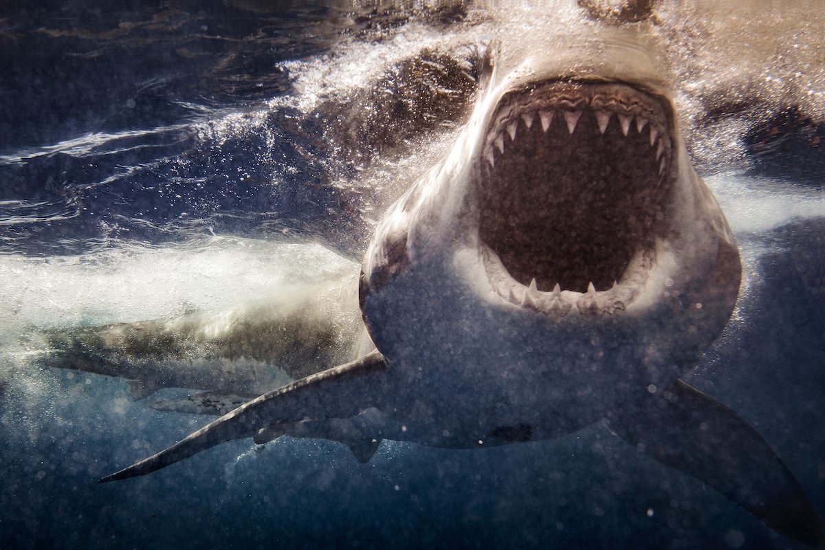 I got attacked by a shark today
